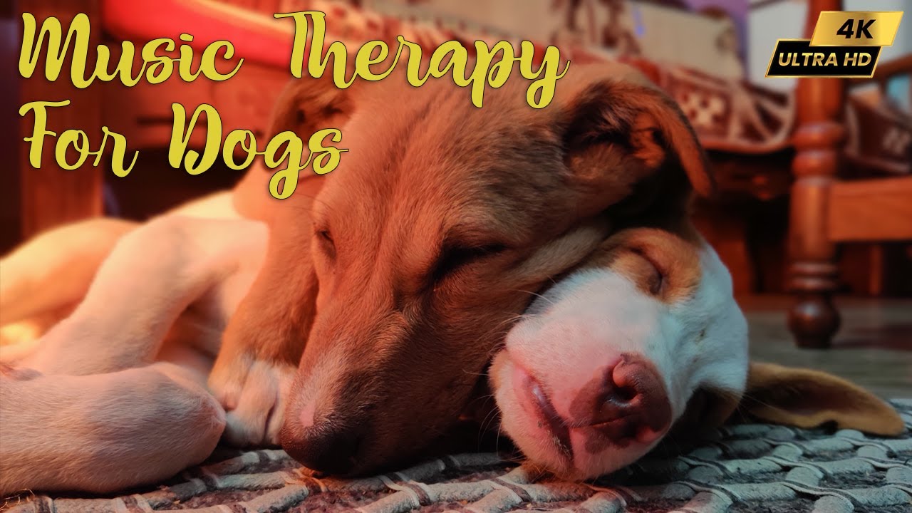 Dog music therapy for deep relaxation Classical Music for Dogs YouTube
