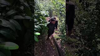 might start posting cute dog vids 😍 #drivinginstructor #drivinglessons #drivinglesson #fyp #dogs