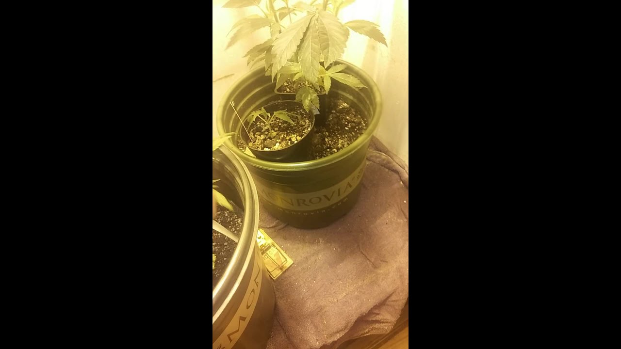 O.g kush & Scott's o.g