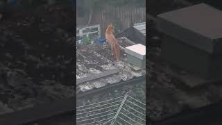 play time for our fox friends