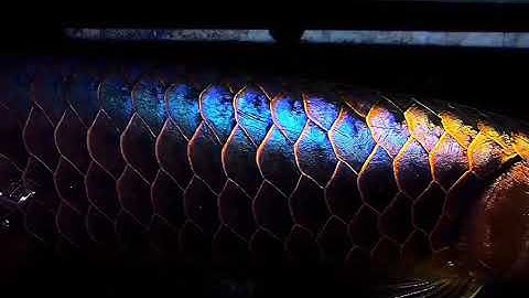 Đây có phải loại cá rồng đẹp nhất thế giới chưa ?