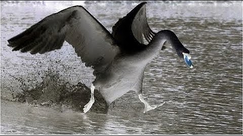 KTANE Revisits! - Defusing Adapted Swan Hell (47 in 108:00)