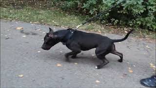 Iron Line. Black Mambas Iron Kara