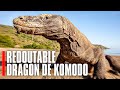 Le dragon de Komodo, prédateur hors du commun