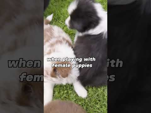 Cute Animal Facts