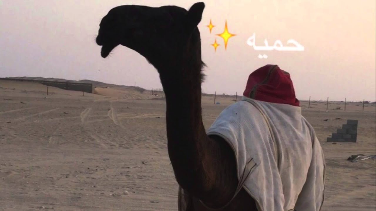 شيلة الفرديه حميه للمالك صالح بن سالم بن عقيل النابت   ناصر الطويل #شيلات