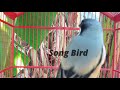 Cendet Gacor Ngotot Emosi Ngajak Narung Lawan Sangat Cocok Jadi Masteran Cendet Anda Mp3 - Mp4 Download