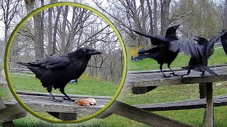 Crow Bros Scared To Touch Ravens Feast 2024 4K