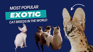 These Exotic Cats are SO WEIRD, You'll Fall in Love (Instantly)! by Animal Sector 135 views 2 months ago 4 minutes, 55 seconds