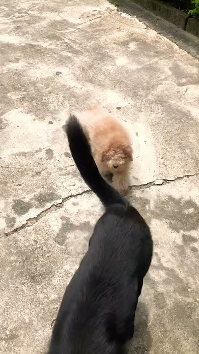 😁🙏🐕🐩❤️fake version of black wolf and lion #animation #animals #animal #pets #pet #dog #dogs
