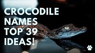 🐊 Crocodile Names 🐊 39 TOP & BEST & GOOD Ideas | Names