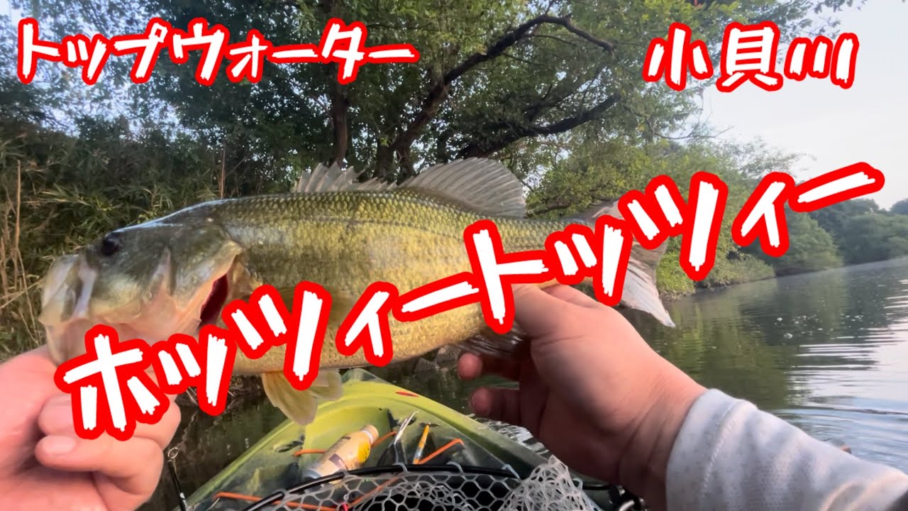 #ザウルス #ホッツィートッツィー#トップウォーター #カヤックフィッシング #bassfishing #デカバス #fishing #小貝川 バス釣り