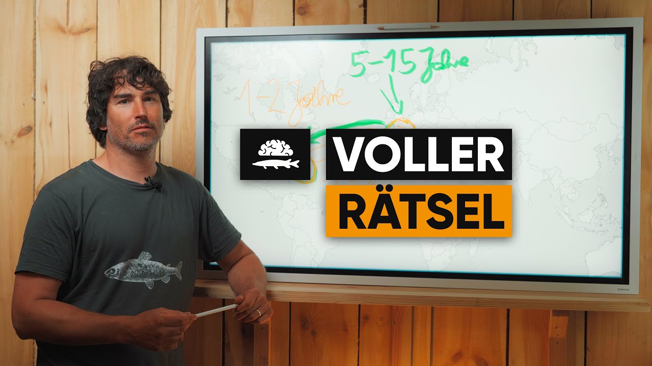 Das Aal Phänomen | Fisch und Grips