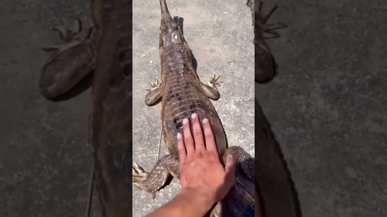 Timsoh oxirida tishladimi 