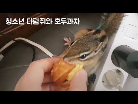 호두과자 들고 튄 청소년 다람쥐