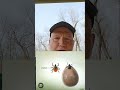 American Dog Tick vs Deer Tick  #lymedisease #dogtick #deertick #engorgedtick #Tickidentified