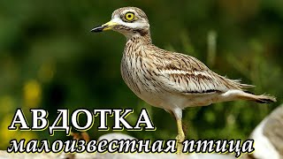 АВДОТКА - Малоизвестная птица