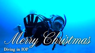 【クリスマスダイビング】海の中にクリスマスツリー!?