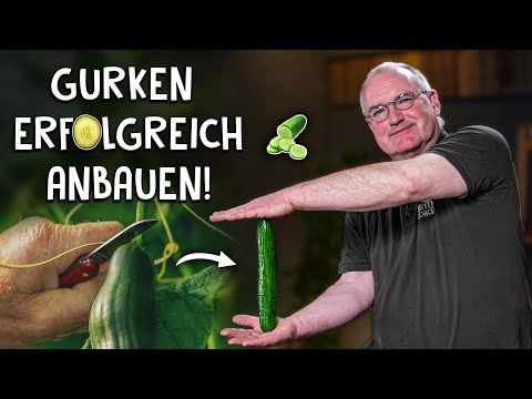 Video: Was ist eine eingelegte Gurke: Wie man Gurken in Ihrem Garten anbaut