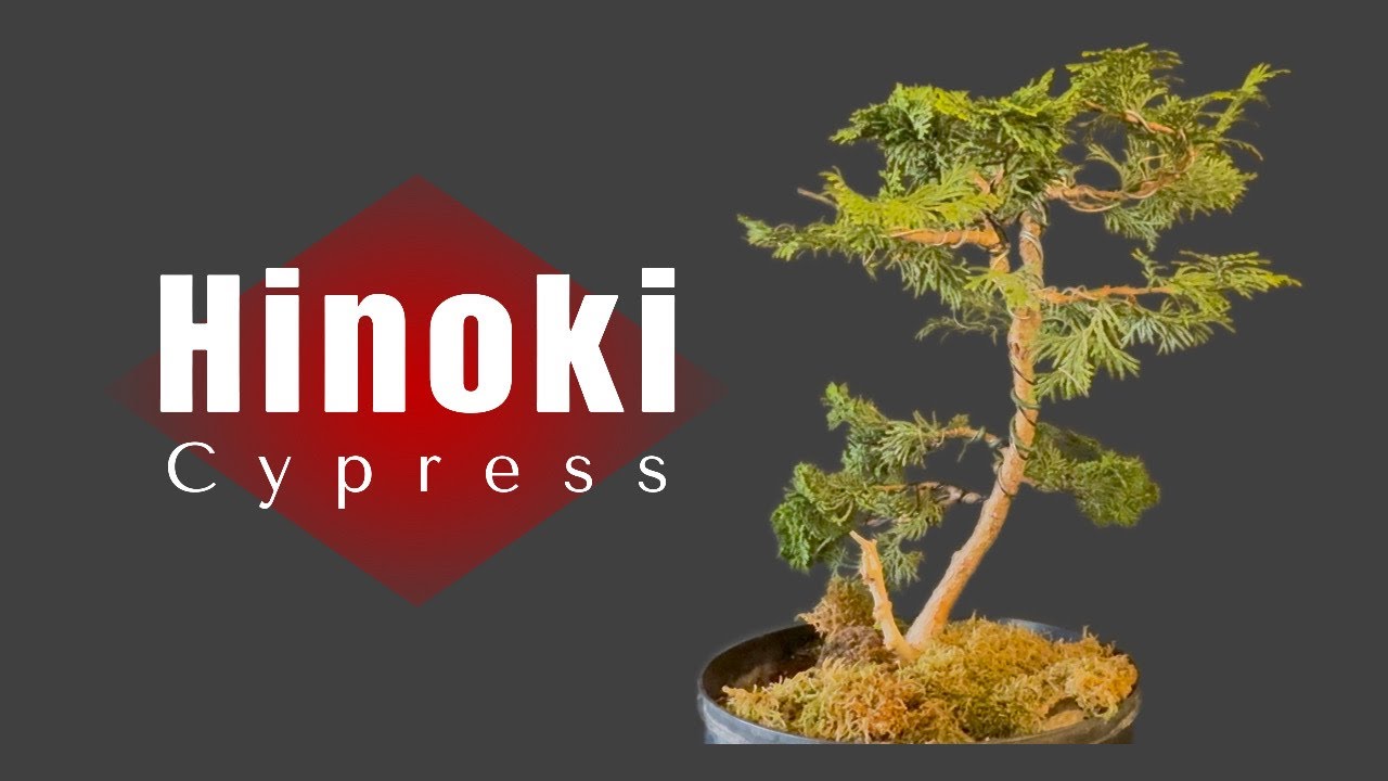 Hinoki cypress repot for the future development (Chamaecyparis