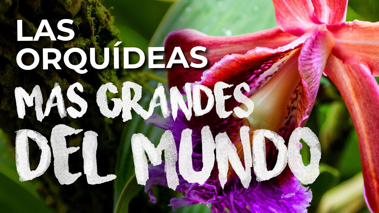 Las Orquídeas Mas Grandes del Mundo | Descripción y reproducción - thptnganamst.edu.vn