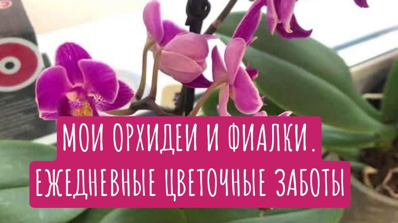 Фото Фиалки Орхидея