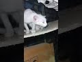 A ghost cat animals ghost cat catlover new trendingshorts ytshorts