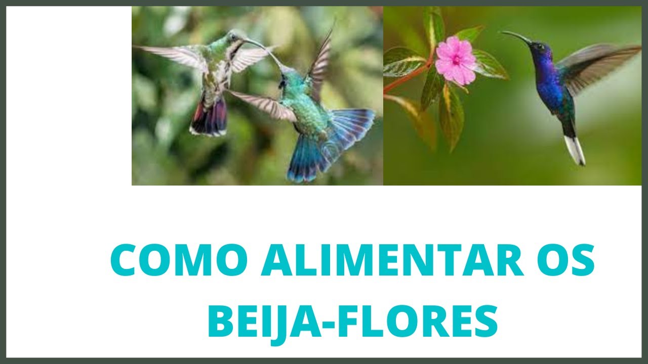 COMO ALIMENTAR OS BEIJA FLORES1 / Canal Curiosidades / 60 - YouTube