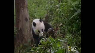 Cute Panda Gifs Set to Music