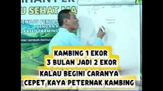 KAMBING 1 Ekor 3 Bulan Bisa  Jadi 2 Ekor ✅ Ilmu Mahal Simak sampai selesai