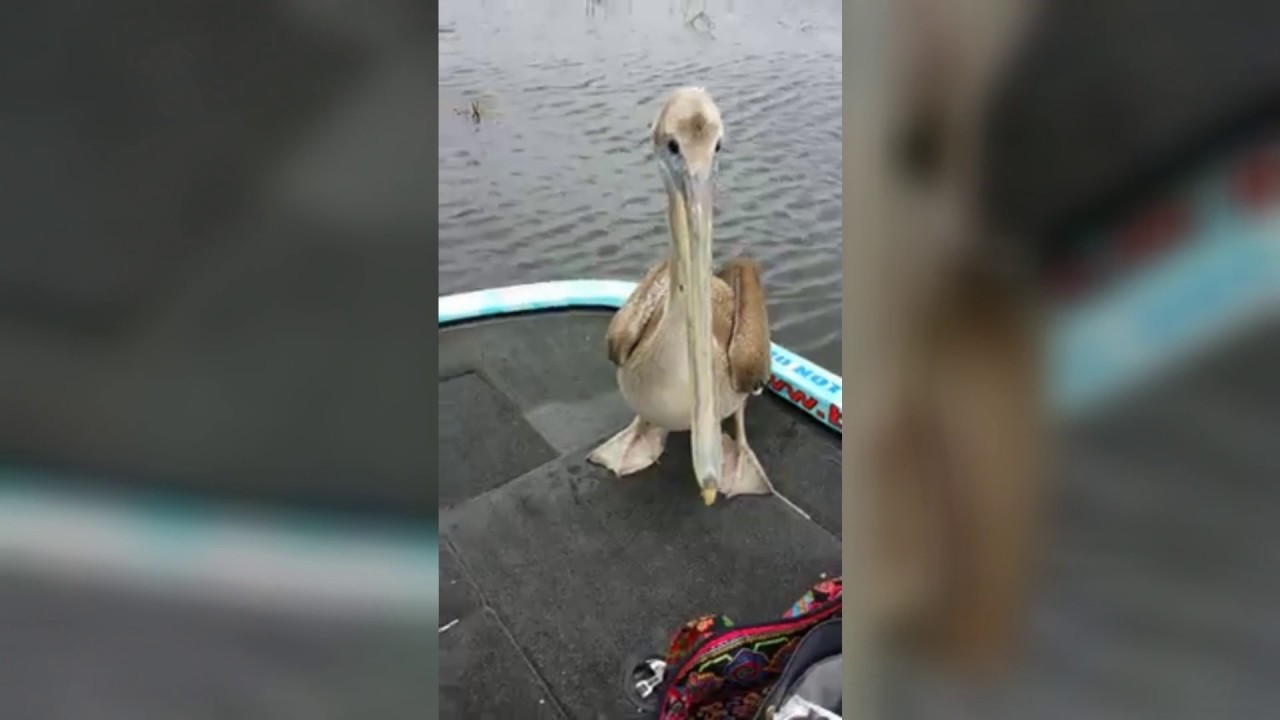 trophy bass company Mama Bird Pelican on Lake Okeechobee with Capt Mark Ep. 58