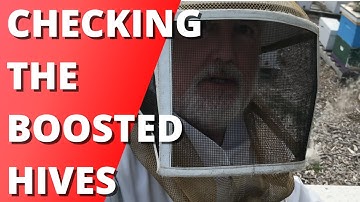 Checking the boosted hives