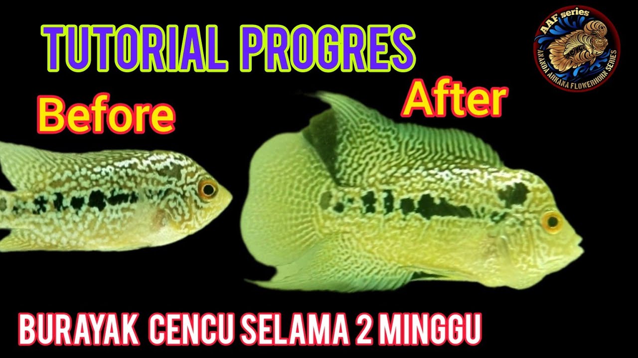 Tutorial Progres Burayak louhan Cencu selama 2 Minggu progreslouhan 