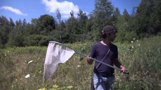 E5 Bumblebees and pollination