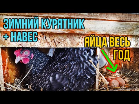 Всё о зимнем курятнике на 15-20 кур. Бюджетно своими руками. Яйца круглый год