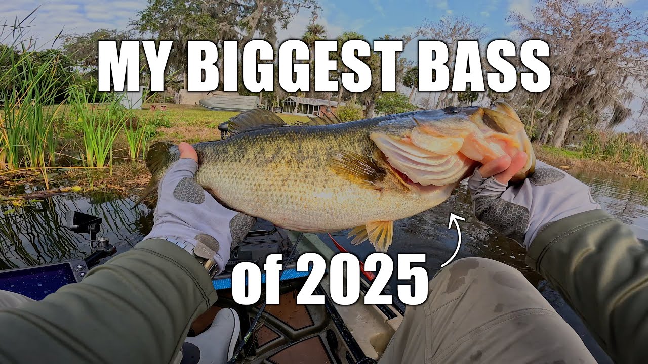 Мои 5 самых крупных окуней 2025 года!