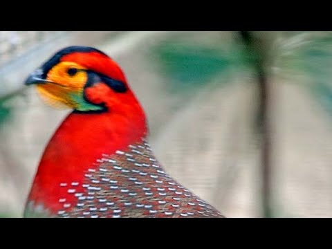 Blyth's tragopan (Tragopan blythii) female 