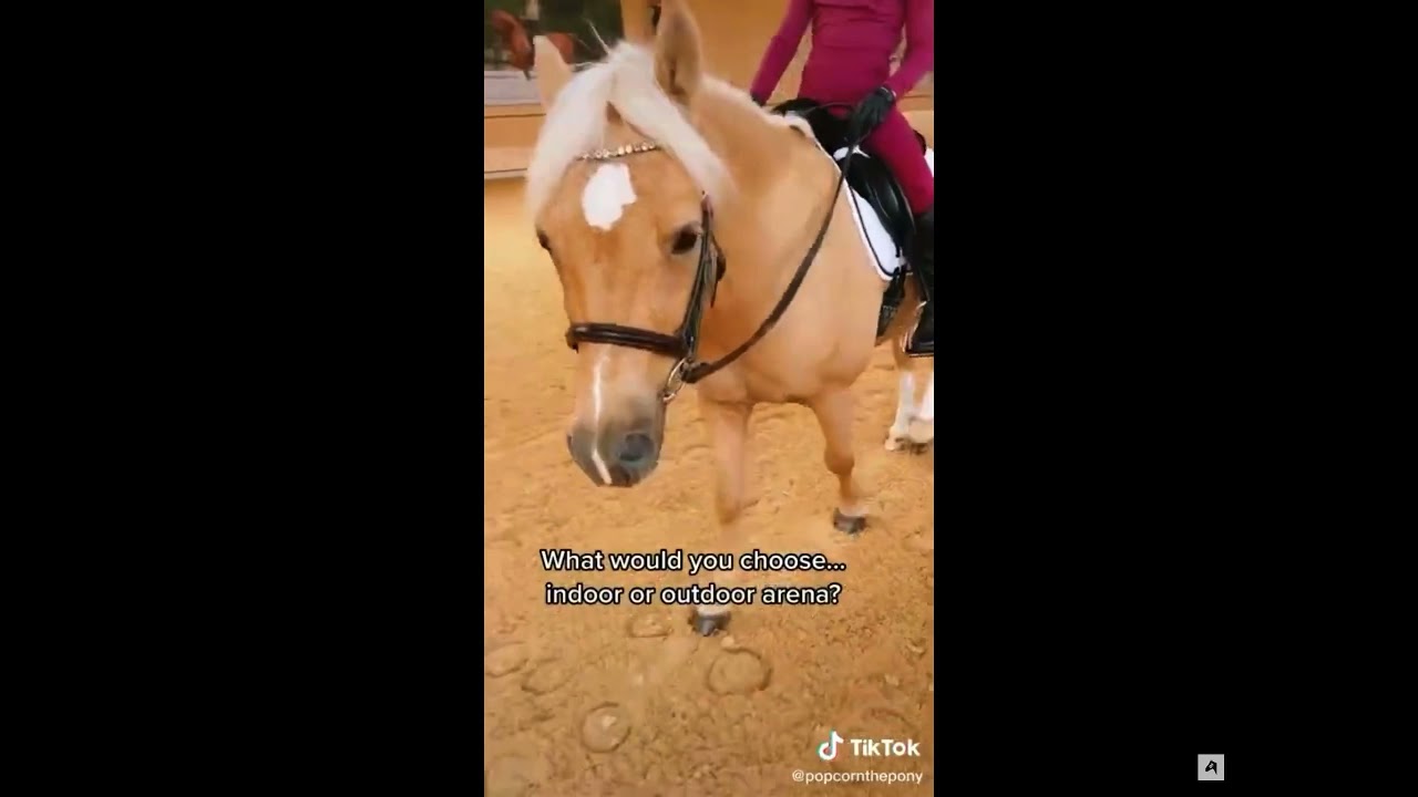 Harlow and popcorn the pony Tik Tok YouTube