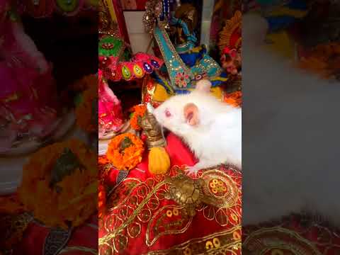 🙏🐭 गणेश जी के सफेद चूहे यानी मूषकराज के अद्भुत दर्शन! 😱🤍 | Ganpati Bappa Morya | #Shorts