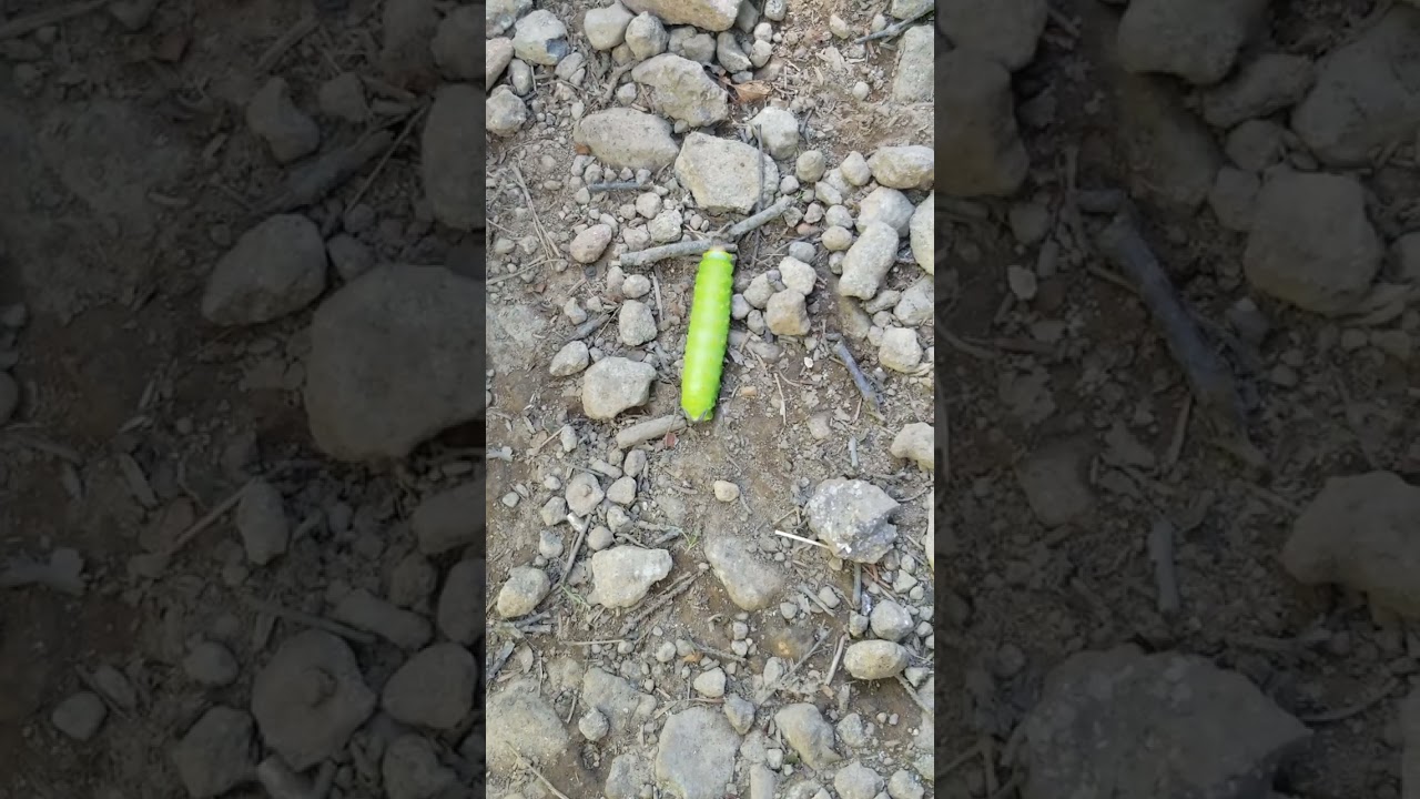 Polyphemus moth caterpillar crossing Cape Split hiking trail.🐛 