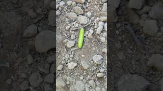 Polyphemus moth caterpillar crossing Cape Split hiking trail.🐛 #caterpillar #moth #hiking