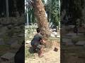 Woodworking tips and tricks large tree feeling Techniques #shortvideo #chainsaw