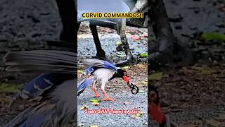 When Snakes Meet Bird Brains: Corvid Tactics That Outsmart Death! #RedBilledBlueMagpie #BirdHunting