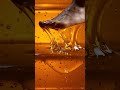 Sensory Bliss: Feet vs. Honey in Slow Motion! 🍯👣| AI