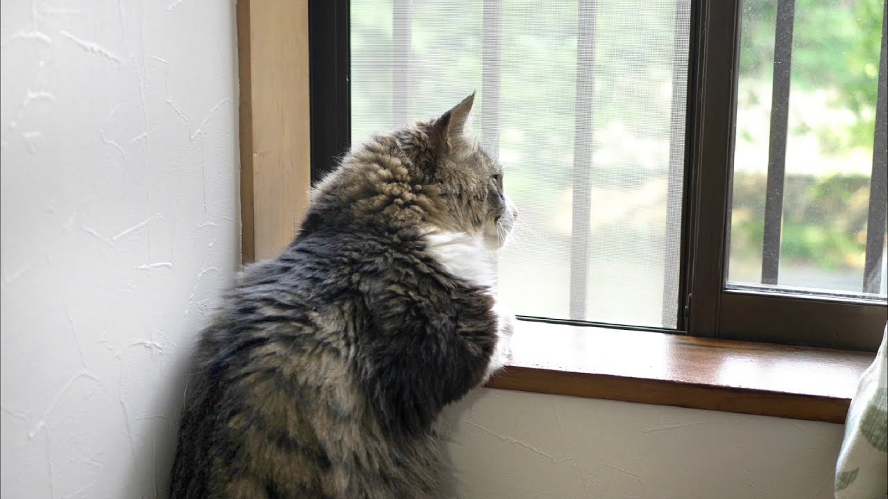 可愛い画像 New curtains on Boss Cat's favorite tiny window