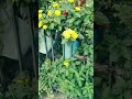 Lantana Flowers (Hindi name Raimuniya) in my garden , Propagation time  rainy season by stem cutting
