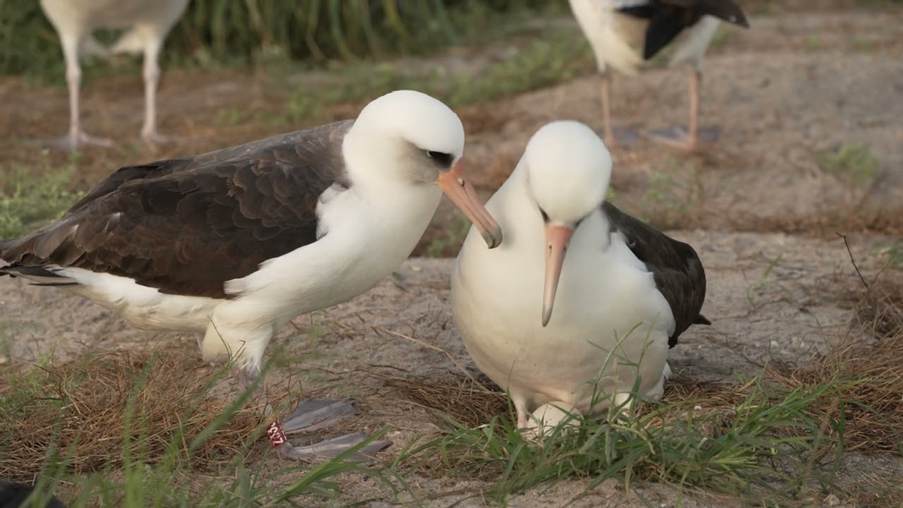 Record-breaking 75-year-old mother bird prepares to nest | Popular