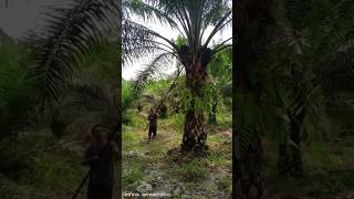 panen kelapa sawit