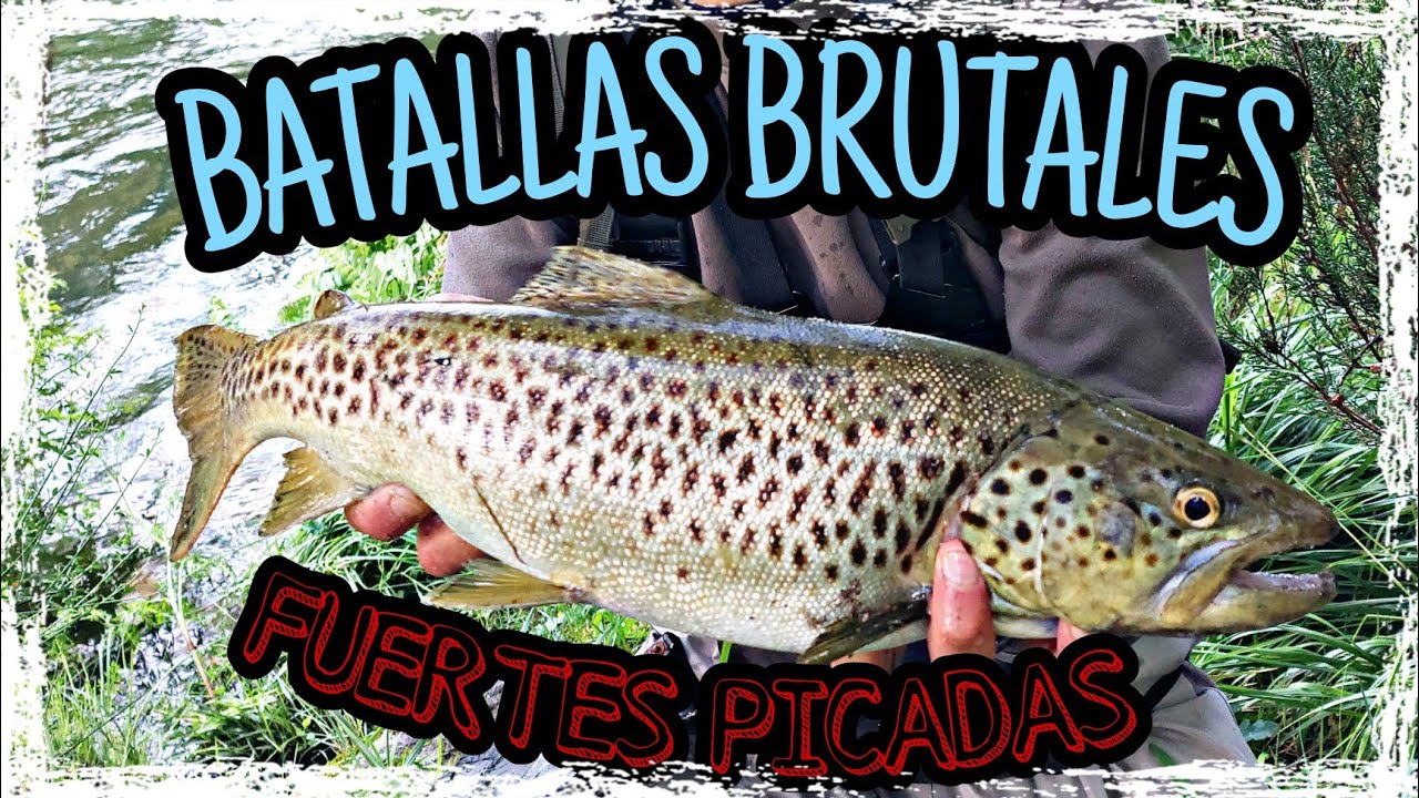 PESCA DE GRANDES REOS A SPINNING (RIOS DE GALICIA) SALMONIDOS MIGRADORES