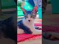 so funny cat😂😂😂#cat#shorts#funnycat#catshorts#trendingvideo#viralcatvideo